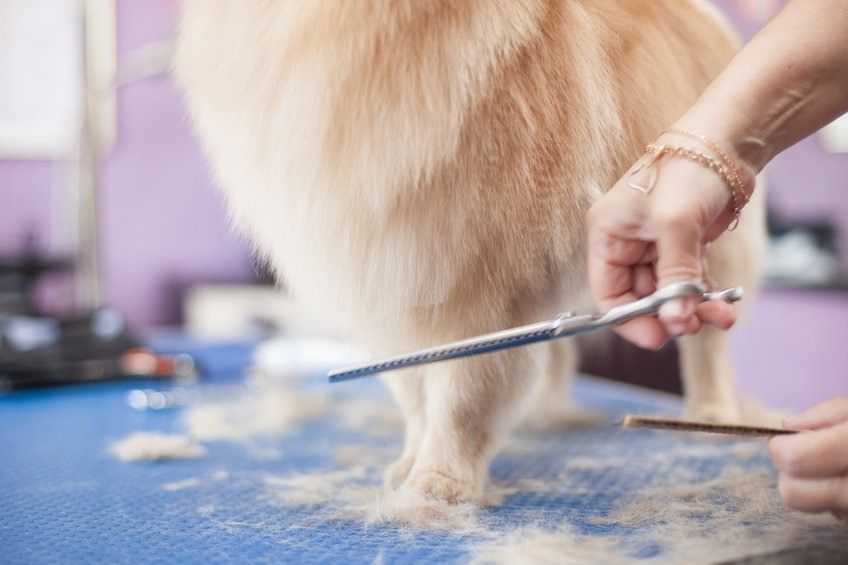 corte de pelo canino