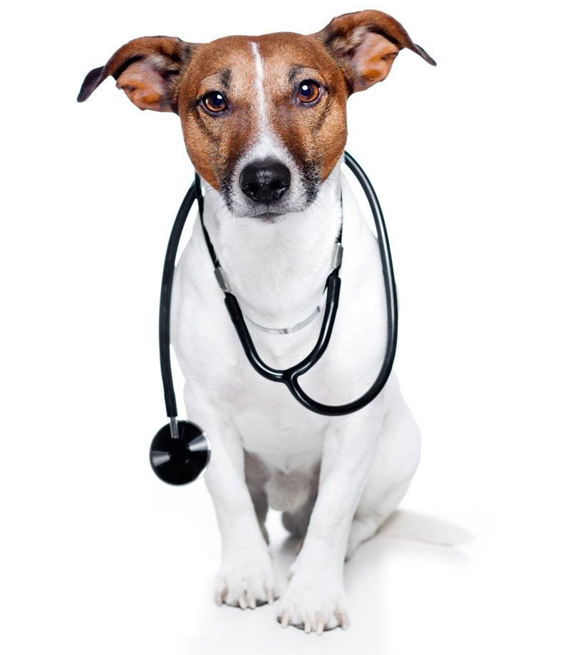 veterinarios cualificados